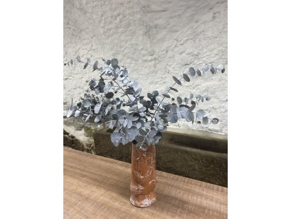 Eucalyptus Gunni – stabilizovaný