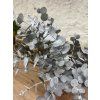 Stabilizovaný Eucalyptus Gunni