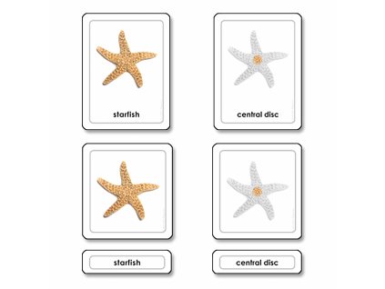Parts Of A Starfish (Echinoderms)