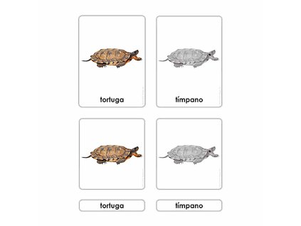 Partes De La Tortuga