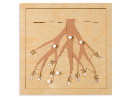 Botany Puzzle: Root