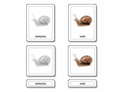 Parts Of A Snail (Mollusk)