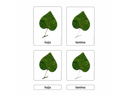 Partes De La Hoja
