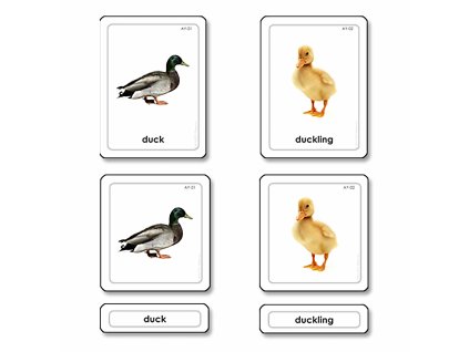 Animal Young 3 Part Cards
