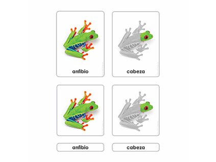 Partes Del Anfibio