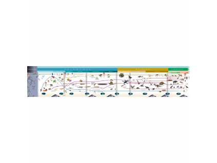 Timeline Of Life (Large Display)