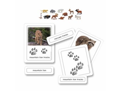 North American Animal Tracks With Objects