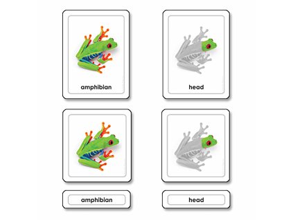 Parts Of A Frog (Amphibians)