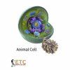 Animal Cell