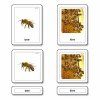 Animal Homes 3 Part Cards