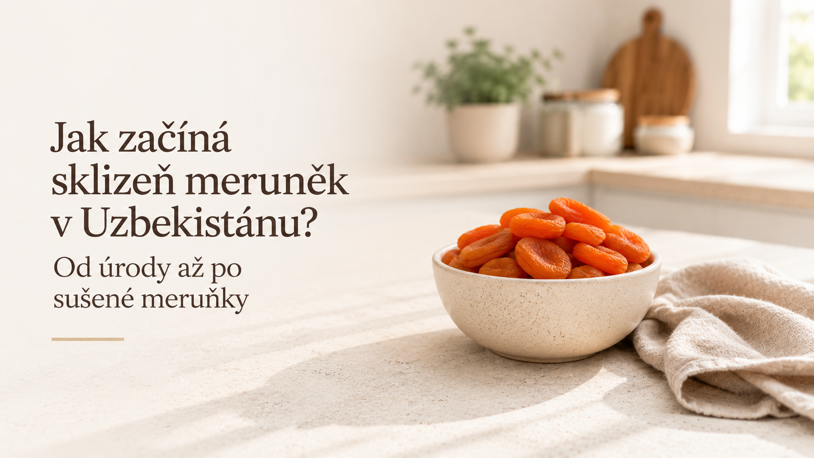 Jak začíná sklizeň meruněk v Uzbekistánu? Od úrody až po sušené meruňky