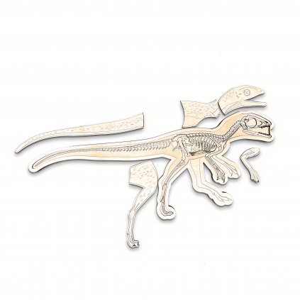 anatomie dino cz 02 sharp