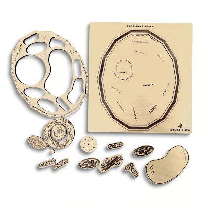 rostlinna bunka sk 02 sharp