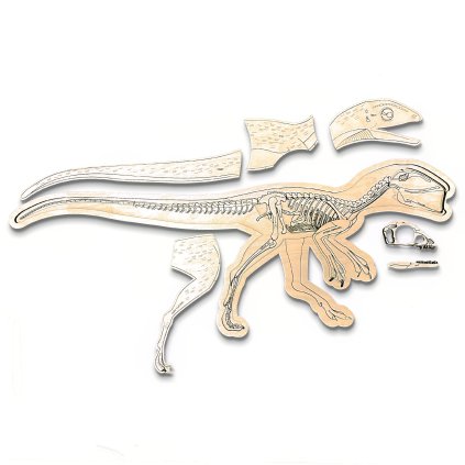 anatomie dino sk 02 sharp