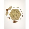 Včela edukativní puzzle - ČESKÁ VERZE