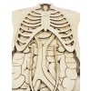 Tělo - anatomie - edukativní dřevěné puzzle - ČESKÁ VERZE
