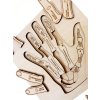 Ruka - anatómia - edukatívne drevené puzzle - SLOVENSKÁ VERZIA