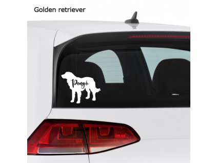 golden retriever látvány