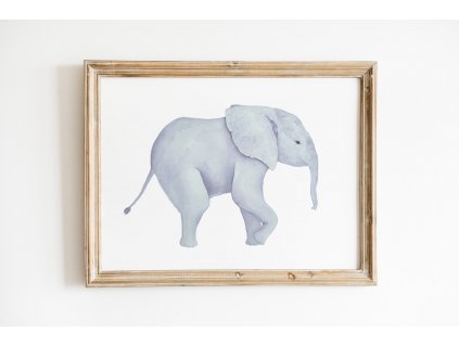 plakaty sirka obraz slon hlavni