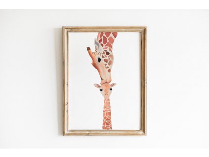 plakaty vyska obraz zirafa pusa