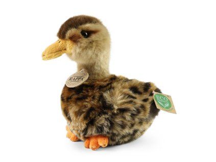 KACHNA DIVOKÁ   250666