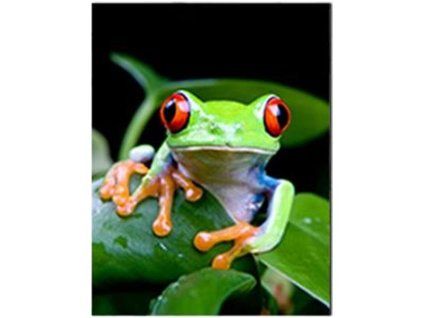 MAGNET 3D 22046 ŽÁBA 633