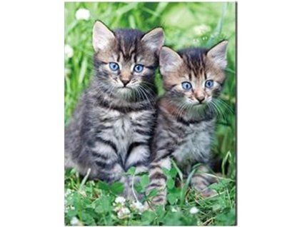 MAGNET 3D 22046 KOŤATA 874