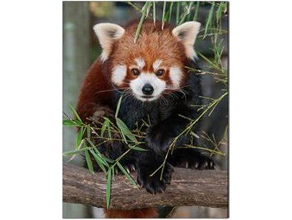 MAGNET 3D 22046 PANDA ČERVENÁ 553