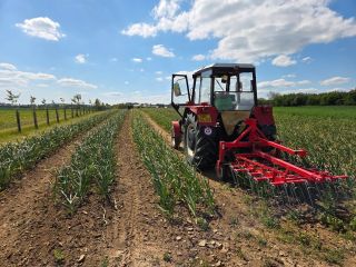 Letošní poslední plečkování s bránami. Česnek je už docela vysoký a brány ho moc ohýbají... Od teď už jen ručně.