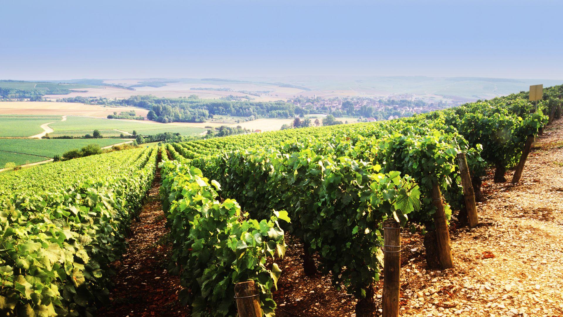 chablis