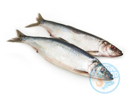 seld atlanticheskaja soljonaja 1 kg
