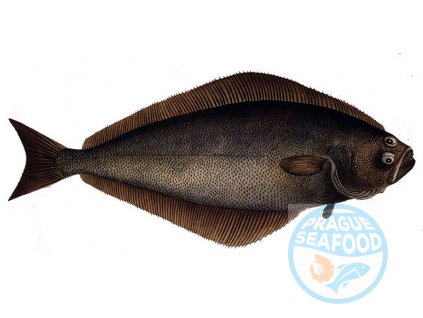 640px Hippoglossus hippoglossus1