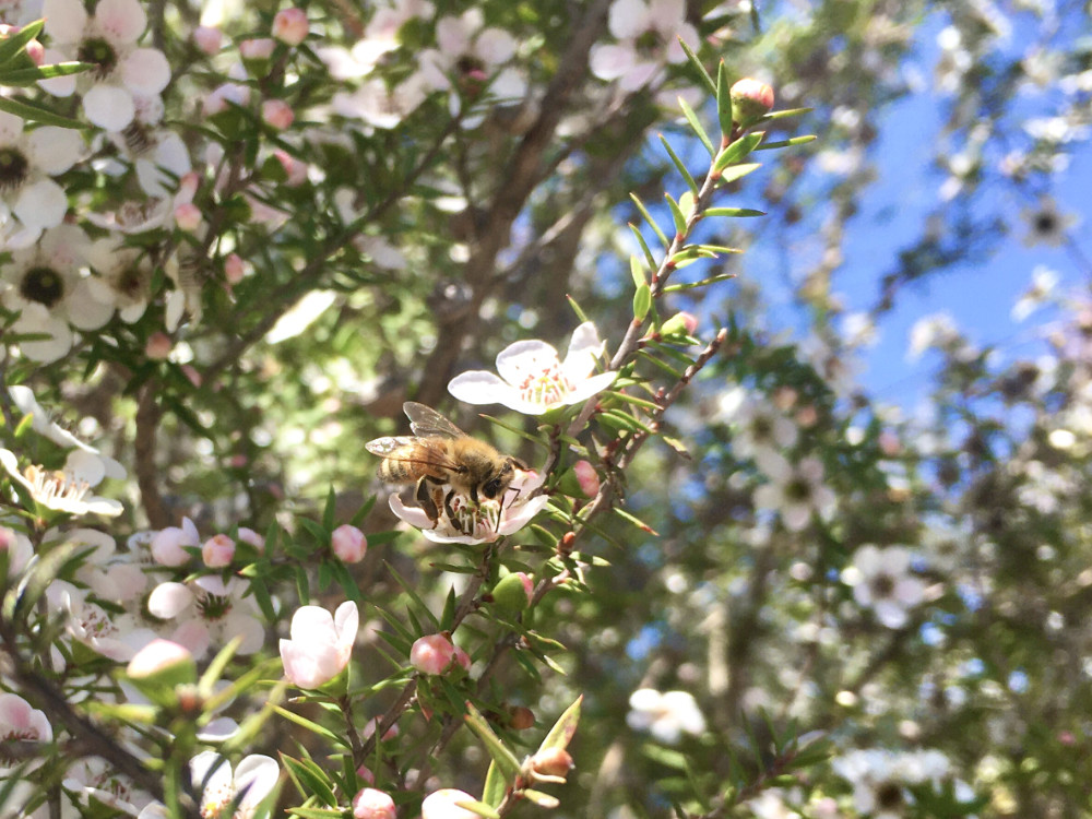 MORE THAN HONEY