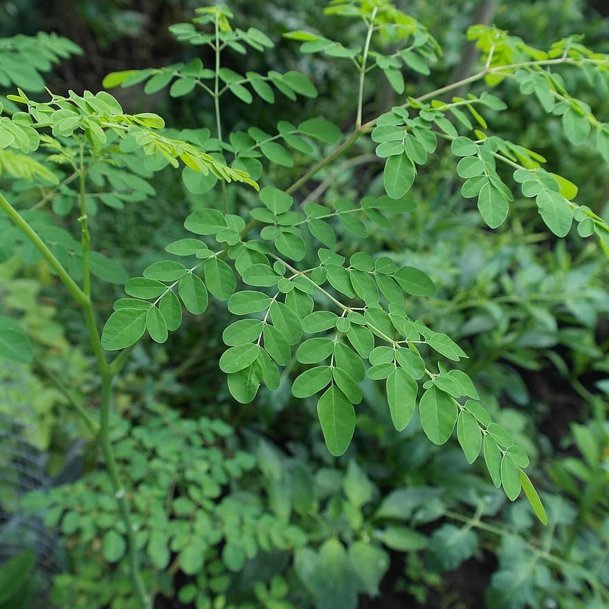 plant-moringa-oleifera-superfood-moringa-oleifera-tree-natural-texture-antioxidants