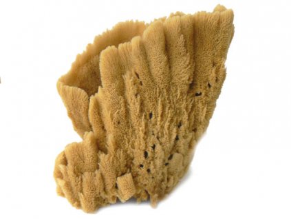 Mořská váza 15-20 cm
