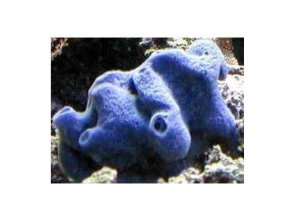 Haliclona - blue Modrá houba