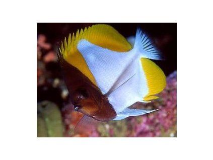 Hemitaurichthys polylepis klipka pyramidová