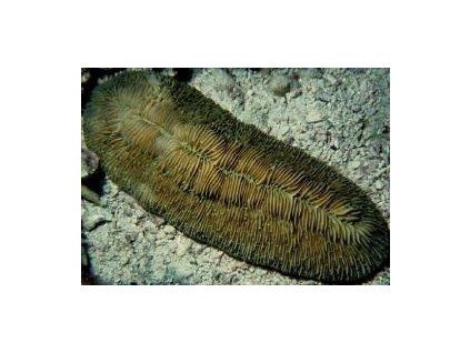 Herpolitha limax Houbovník slimákovitý