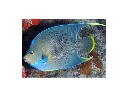 Holacanthus bermudensis Pomec modrý