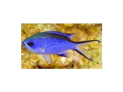 Chromis cyanea Sapín modrý
