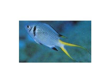Chromis opercularis Sapín dvoupruhý