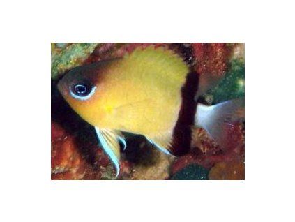 Chromis retrofasciata Sapín černopruhý