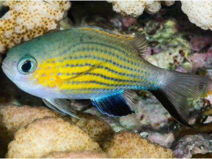Chromis vanderbilti Sapín vanderbiltův