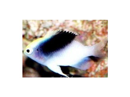 Chrysiptera rollandi Sapínek Rollandův