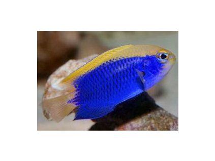 Chrysiptera starcki Sapínek Starckův