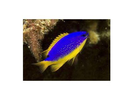 Chrysiptera taupou Sapínek - modrý ïábel
