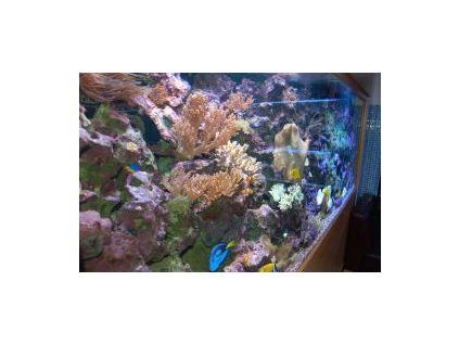 Leandrites cyrtorhynchus Garnátek čistič