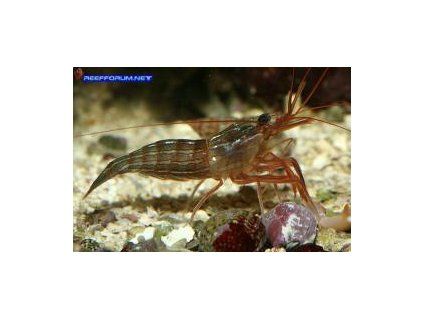 Lysmata seticauda Krevetka čistič