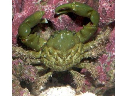 Mithraculus sculptus Krab smaragdový