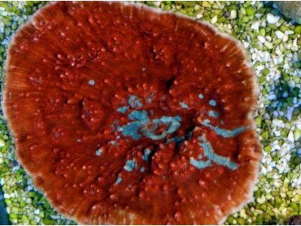 Oxypora red Papírník